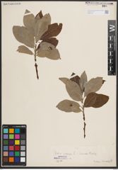 Foto von Salix caprea L.